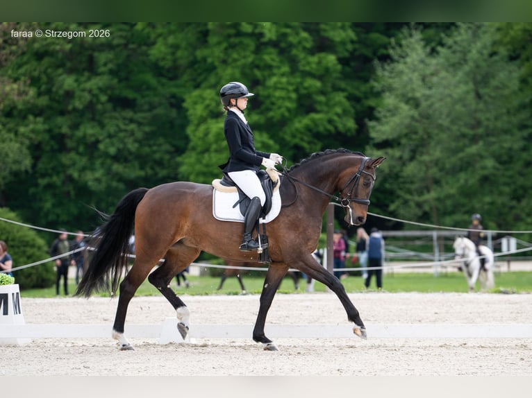 Deutsches Sportpferd Stute 5 Jahre 168 cm Rotbrauner in Strzegom