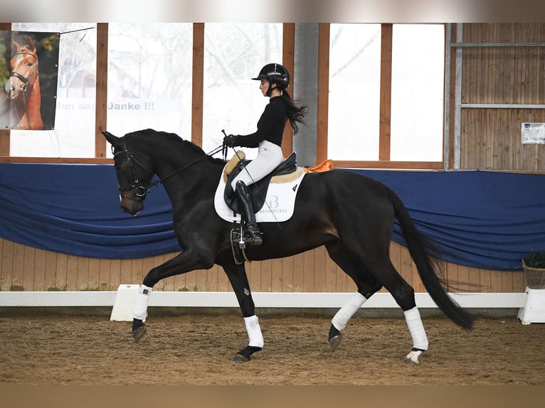 Deutsches Sportpferd Stute 5 Jahre 168 cm Schwarzbrauner in Riedstadt