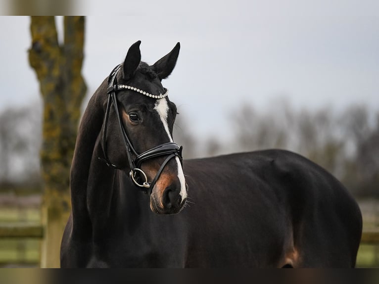 Deutsches Sportpferd Stute 5 Jahre 168 cm Schwarzbrauner in Riedstadt