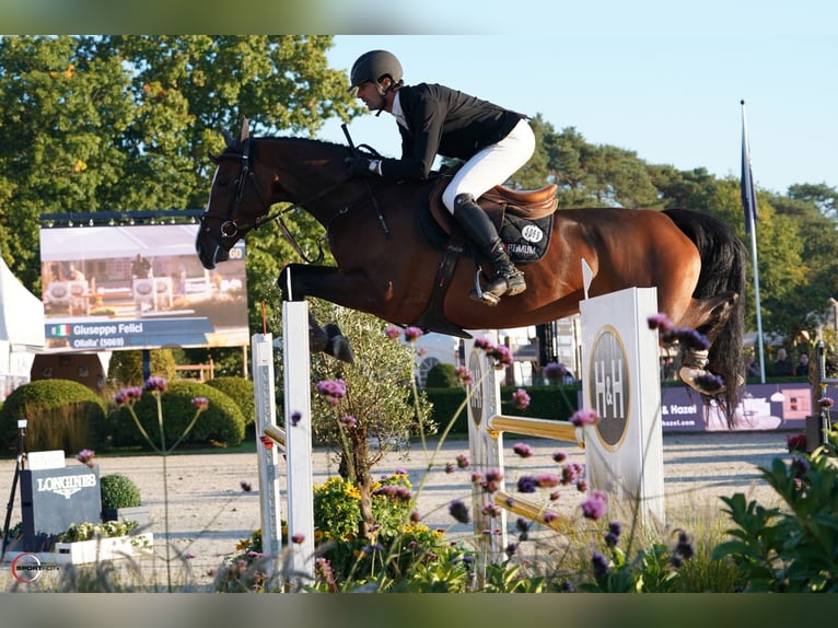 Deutsches Sportpferd Stute 5 Jahre 169 cm Brauner in Waddinxveen