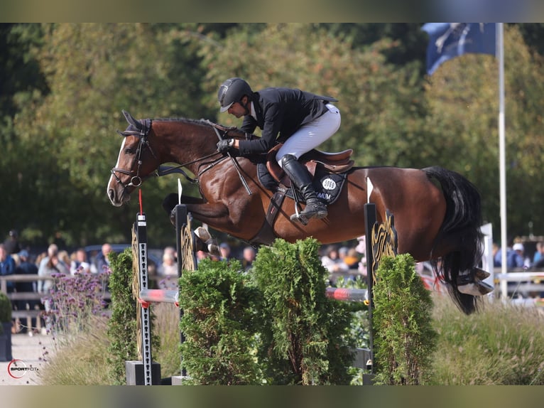 Deutsches Sportpferd Stute 5 Jahre 169 cm Brauner in Waddinxveen