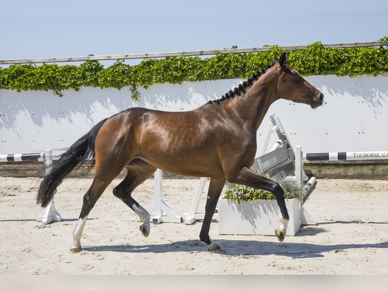 Deutsches Sportpferd Stute 5 Jahre 169 cm Brauner in Waddinxveen