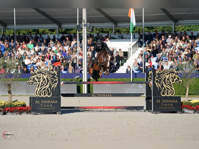 Deutsches Sportpferd Stute 5 Jahre 169 cm Brauner in Waddinxveen