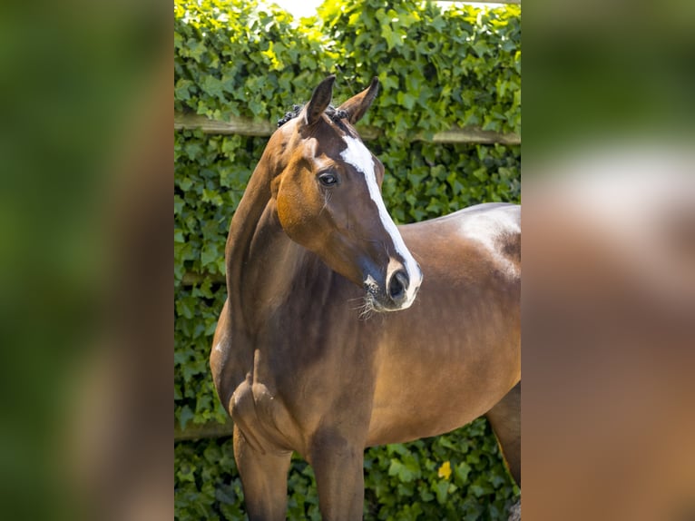 Deutsches Sportpferd Stute 5 Jahre 169 cm Brauner in Waddinxveen