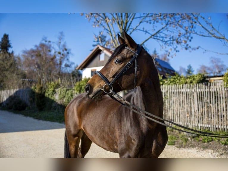 Deutsches Sportpferd Stute 5 Jahre 169 cm Dunkelbrauner in Markdorf