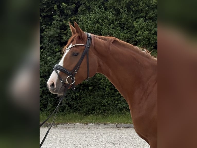Deutsches Sportpferd Stute 5 Jahre 169 cm Fuchs in Pliening