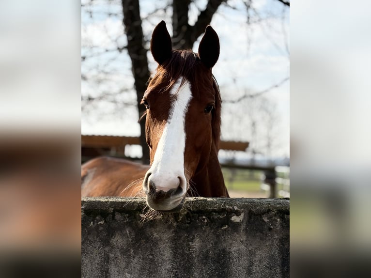 Deutsches Sportpferd Stute 5 Jahre 169 cm Fuchs in Pliening