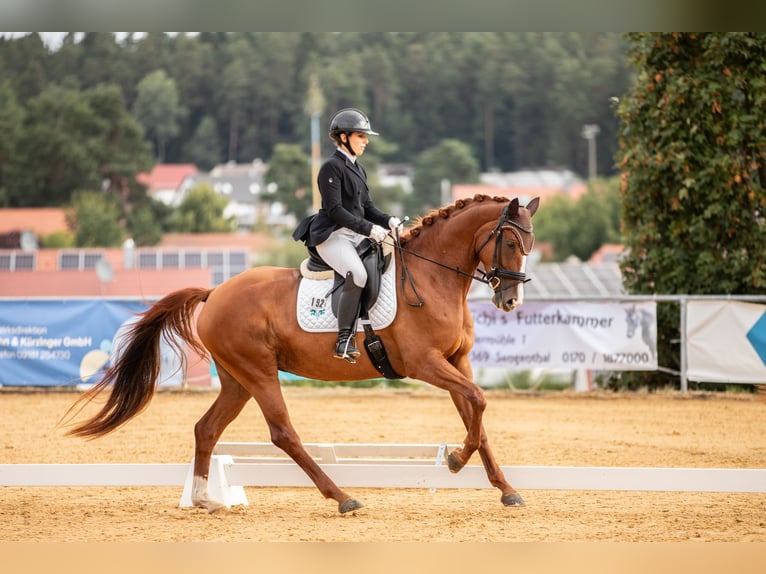 Deutsches Sportpferd Stute 5 Jahre 169 cm Fuchs in Sengenthal