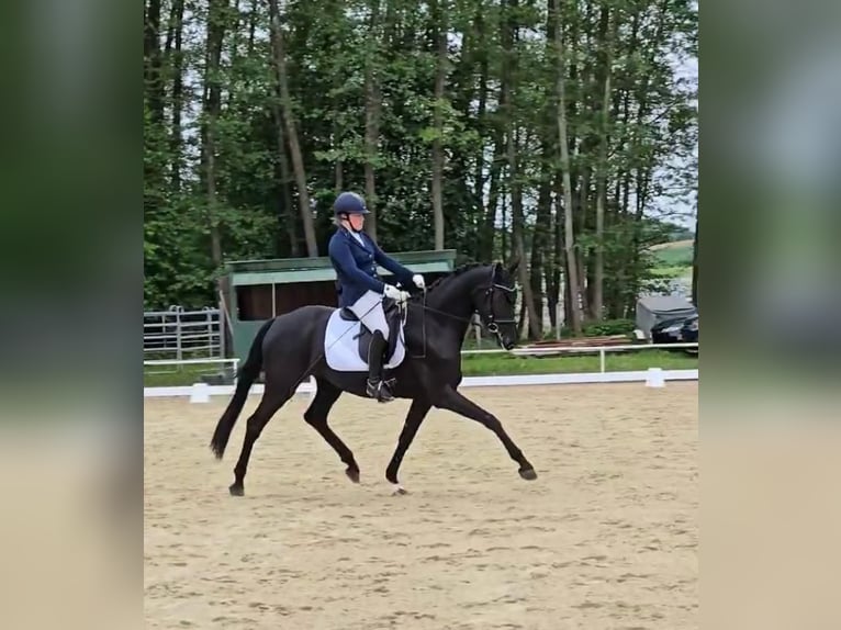 Deutsches Sportpferd Stute 5 Jahre 169 cm Rappe in Bad Griesbach im Rottal