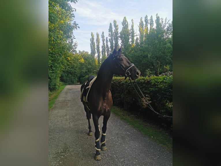 Deutsches Sportpferd Stute 5 Jahre 169 cm Rappe in Hagen