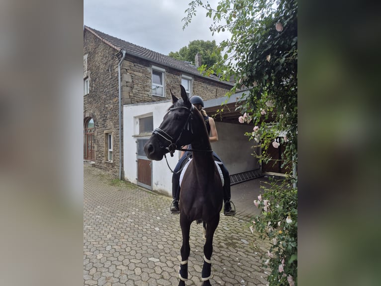 Deutsches Sportpferd Stute 5 Jahre 169 cm Rappe in Hattingen