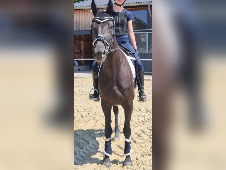 Deutsches Sportpferd Stute 5 Jahre 169 cm Rappe in Hattingen