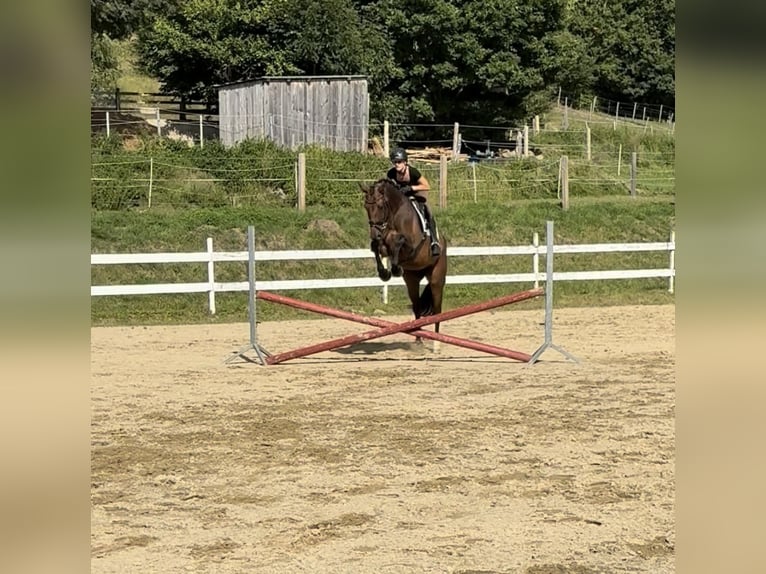 Deutsches Sportpferd Stute 5 Jahre 170 cm Brauner in Sch&#xF6;nberg