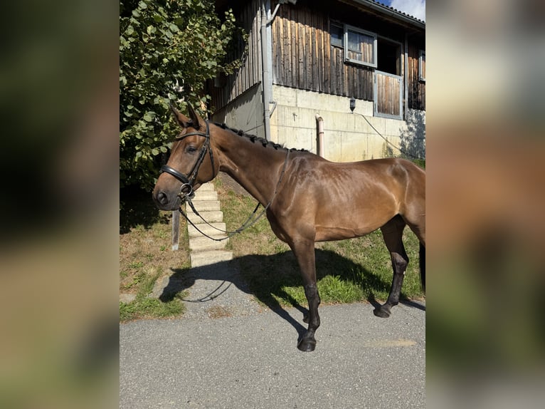 Deutsches Sportpferd Stute 5 Jahre 170 cm Brauner in Sch&#xF6;nberg