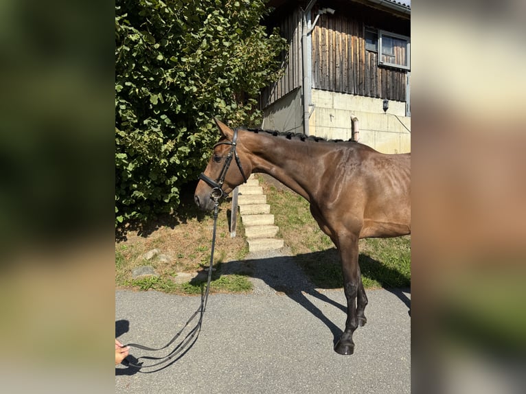Deutsches Sportpferd Stute 5 Jahre 170 cm Brauner in Sch&#xF6;nberg
