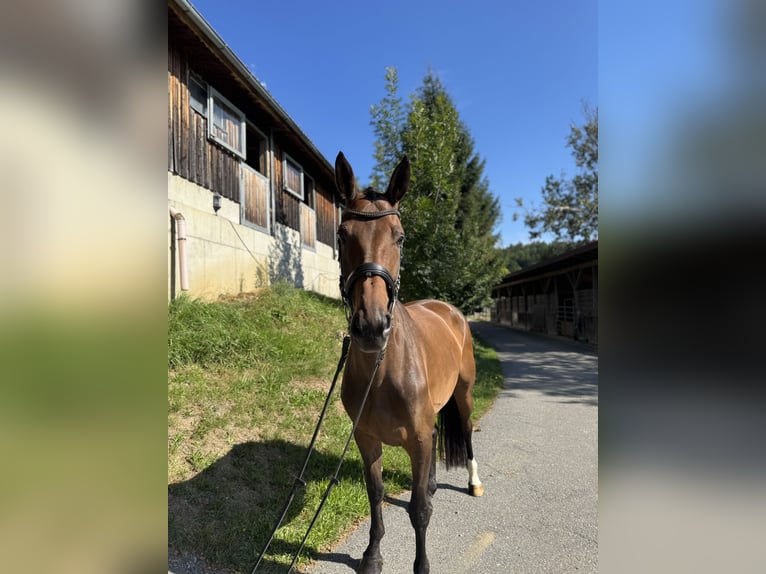 Deutsches Sportpferd Stute 5 Jahre 170 cm Brauner in Sch&#xF6;nberg