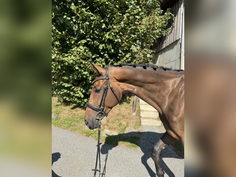 Deutsches Sportpferd Stute 5 Jahre 170 cm Brauner in Sch&#xF6;nberg
