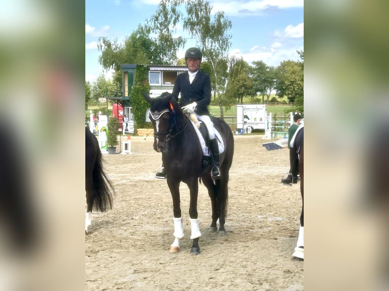 Deutsches Sportpferd Stute 5 Jahre 170 cm Brauner in Olfen