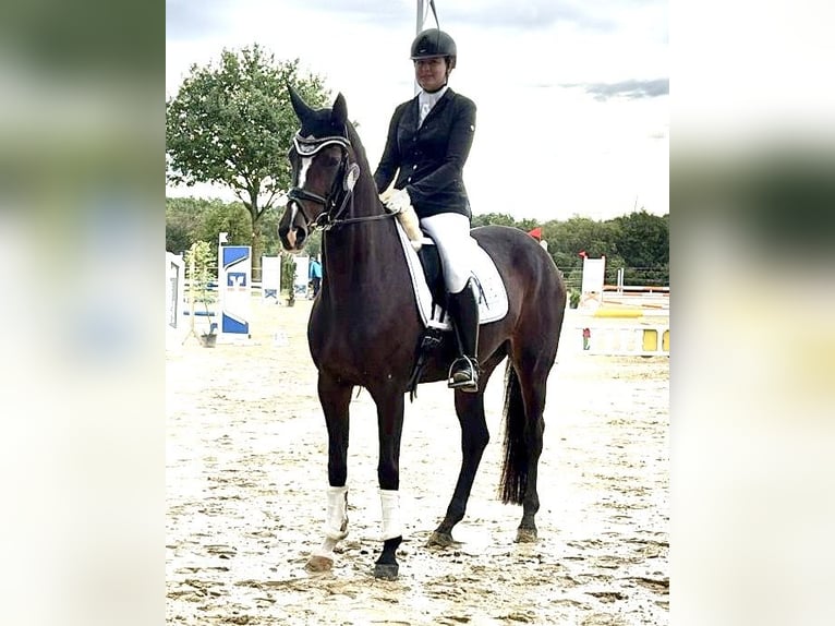 Deutsches Sportpferd Stute 5 Jahre 170 cm Brauner in Olfen