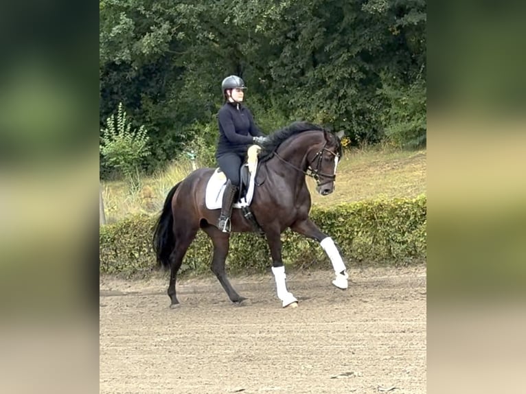Deutsches Sportpferd Stute 5 Jahre 170 cm Brauner in Olfen