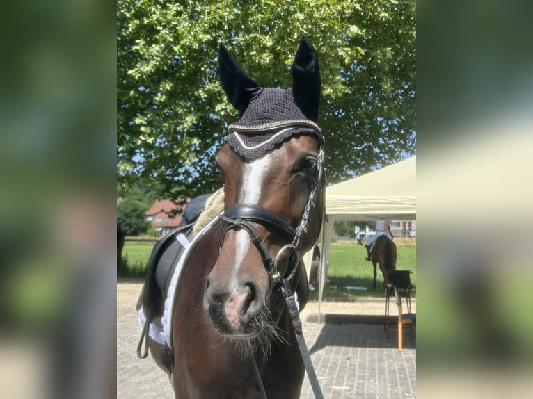Deutsches Sportpferd Stute 5 Jahre 170 cm Brauner in Olfen
