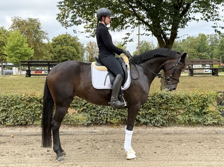 Deutsches Sportpferd Stute 5 Jahre 170 cm Brauner in Olfen