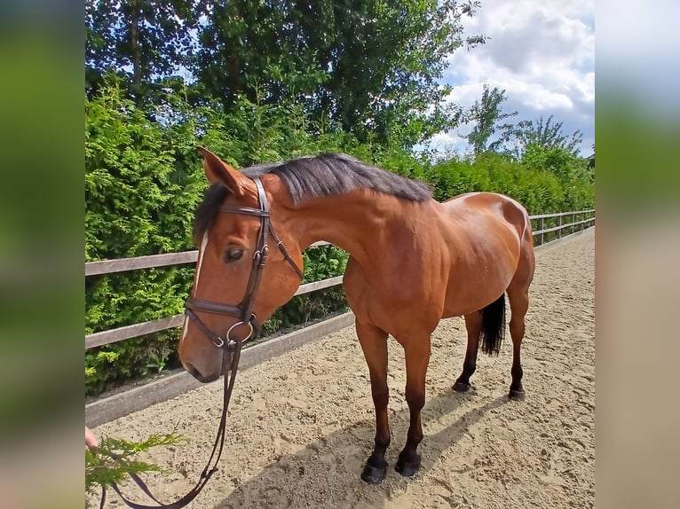 Deutsches Sportpferd Stute 5 Jahre 170 cm Brauner in Lohne (Oldenburg)