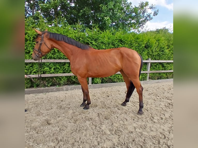 Deutsches Sportpferd Stute 5 Jahre 170 cm Brauner in Lohne (Oldenburg)