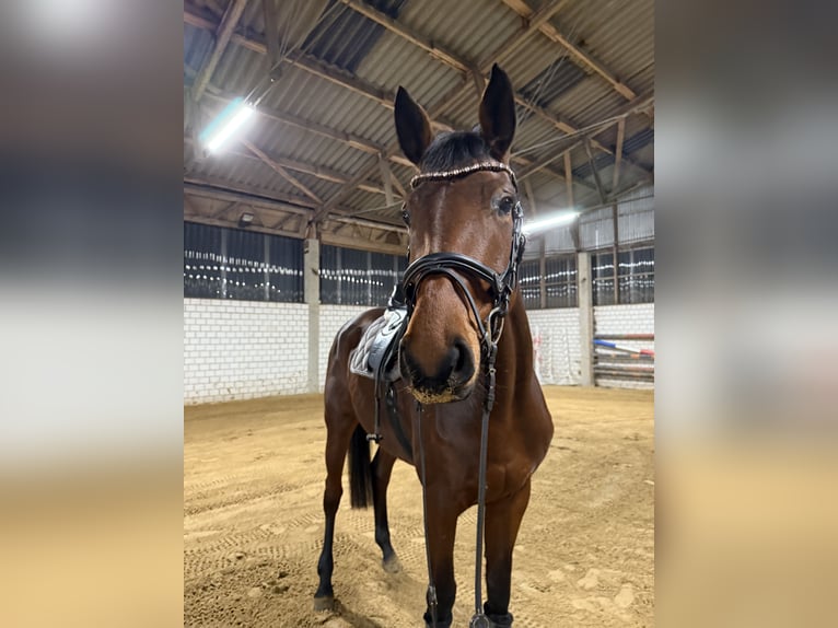 Deutsches Sportpferd Stute 5 Jahre 170 cm Brauner in Salzwedel