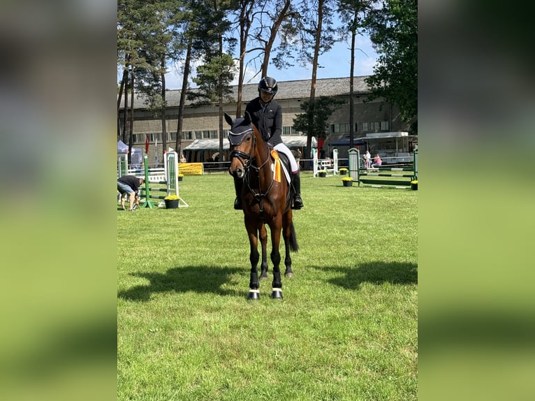 Deutsches Sportpferd Stute 5 Jahre 170 cm Brauner in Salzwedel