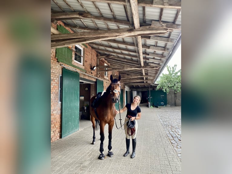 Deutsches Sportpferd Stute 5 Jahre 170 cm Brauner in Salzwedel