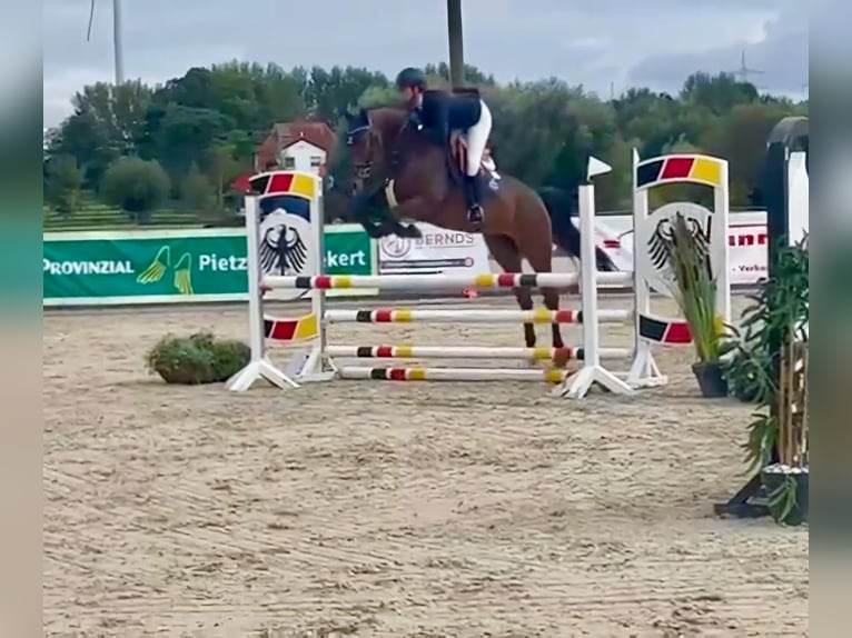 Deutsches Sportpferd Stute 5 Jahre 170 cm Brauner in Stadtlohn