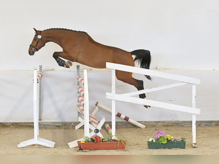 Deutsches Sportpferd Stute 5 Jahre 170 cm Brauner in Saalstadt