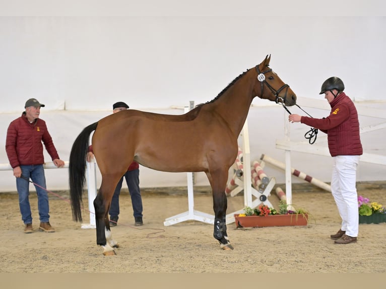 Deutsches Sportpferd Stute 5 Jahre 170 cm Brauner in Saalstadt