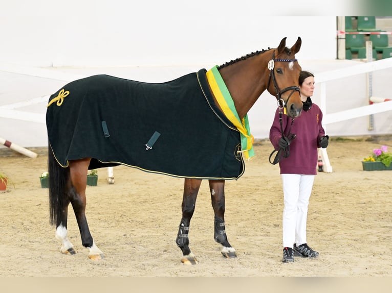 Deutsches Sportpferd Stute 5 Jahre 170 cm Brauner in Saalstadt