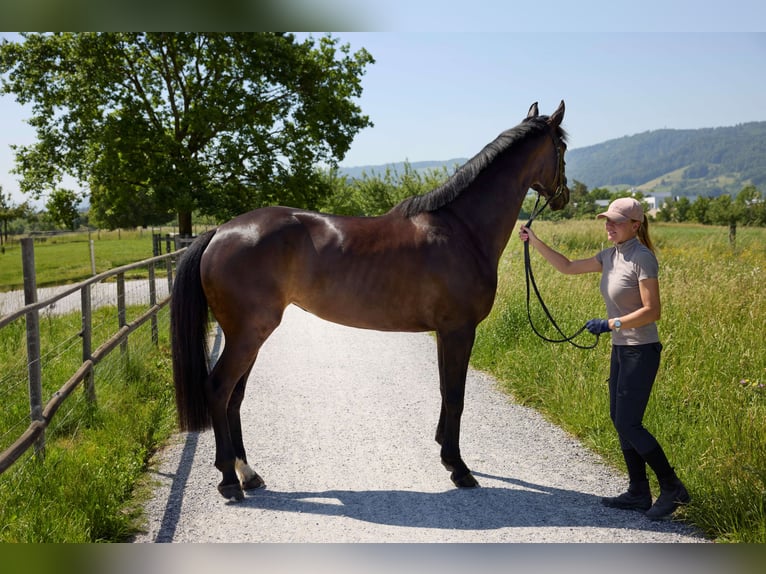 Deutsches Sportpferd Stute 5 Jahre 170 cm Dunkelbrauner in Kilchberg ZH