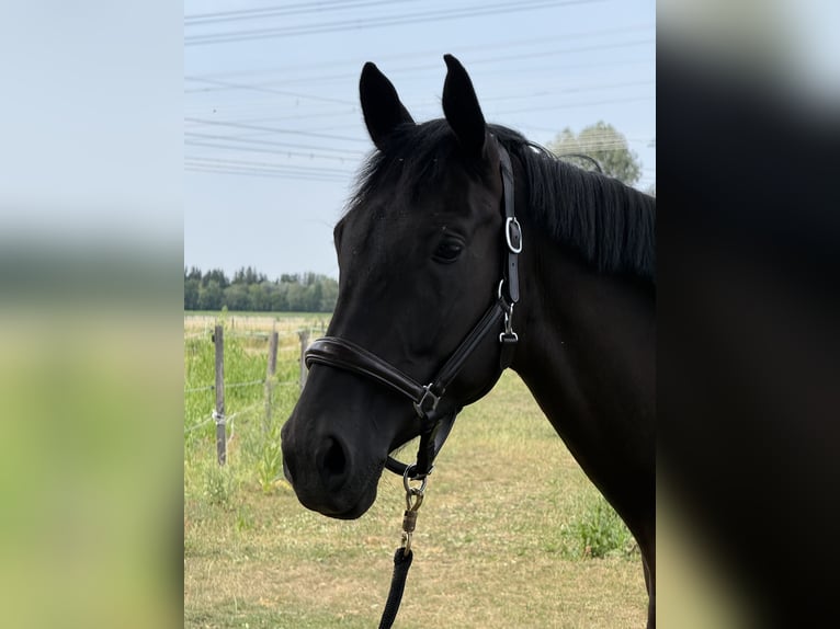 Deutsches Sportpferd Stute 5 Jahre 170 cm Dunkelbrauner in Karlsfeld