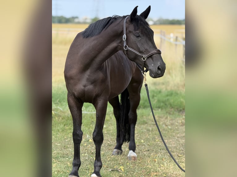 Deutsches Sportpferd Stute 5 Jahre 170 cm Dunkelbrauner in Vechta