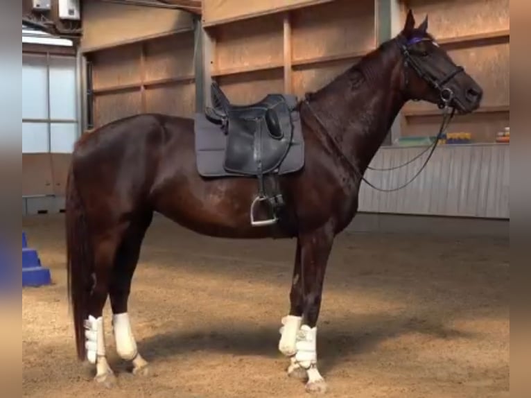 Deutsches Sportpferd Stute 5 Jahre 170 cm Dunkelfuchs in Karlsfeld