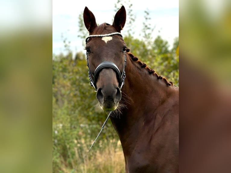 Deutsches Sportpferd Stute 5 Jahre 170 cm Dunkelfuchs in Karlsfeld