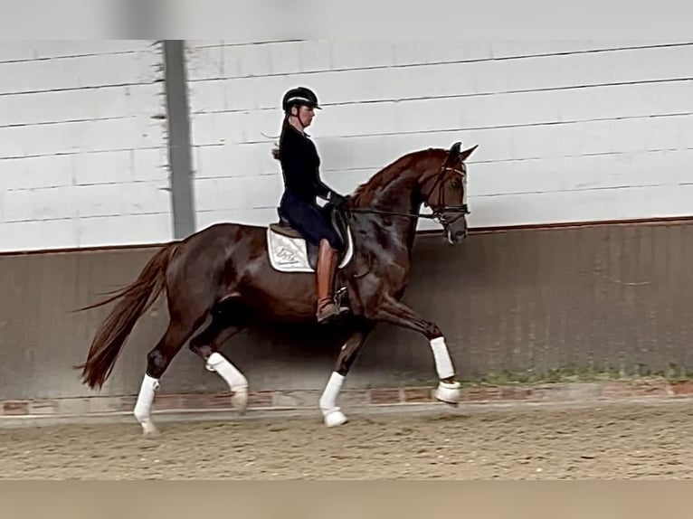 Deutsches Sportpferd Stute 5 Jahre 170 cm Dunkelfuchs in Lohne (Oldenburg)