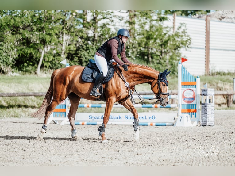 Deutsches Sportpferd Stute 5 Jahre 170 cm Fuchs in Neuhofen