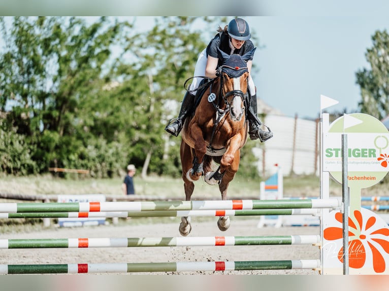 Deutsches Sportpferd Stute 5 Jahre 170 cm Fuchs in Neuhofen