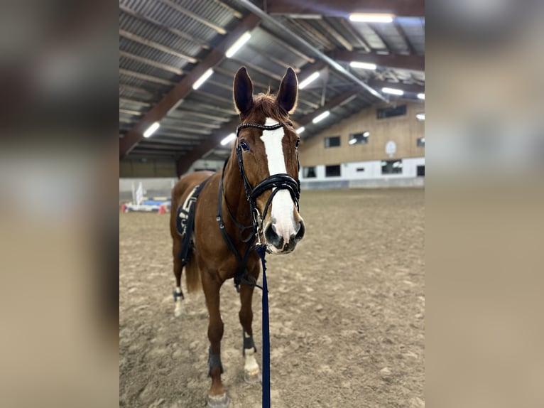 Deutsches Sportpferd Stute 5 Jahre 170 cm Fuchs in Neuhofen