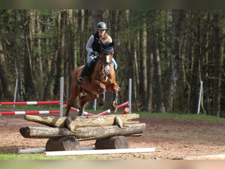 Deutsches Sportpferd Stute 5 Jahre 170 cm Fuchs in Neuhofen