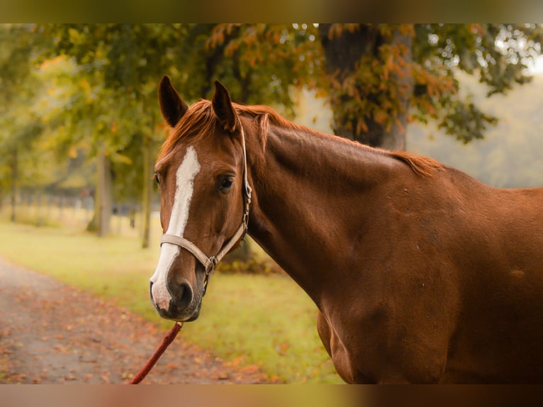 Deutsches Sportpferd Stute 5 Jahre 170 cm Fuchs in Krumke