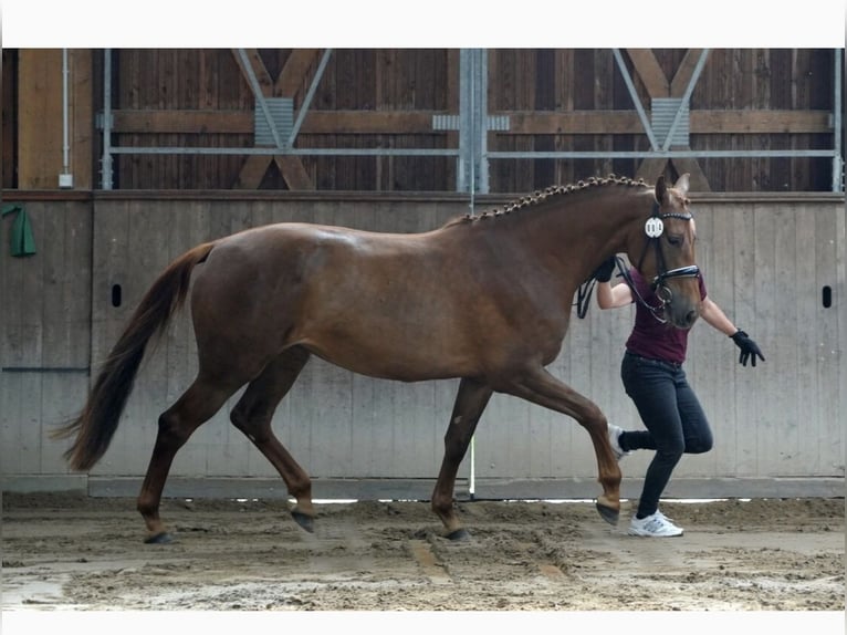 Deutsches Sportpferd Stute 5 Jahre 170 cm Fuchs in Görlitz