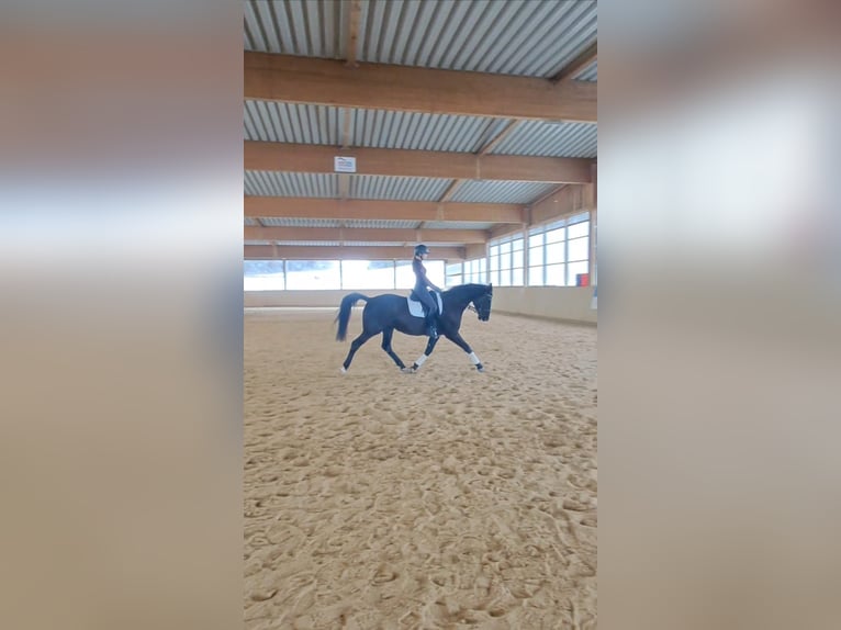 Deutsches Sportpferd Stute 5 Jahre 170 cm Rappe in Eisenberg