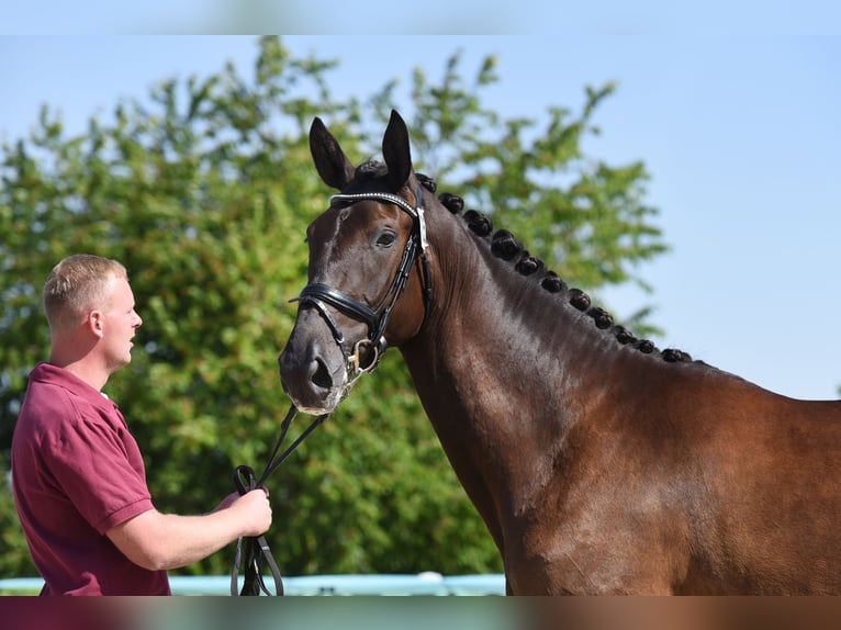 Deutsches Sportpferd Stute 5 Jahre 170 cm Rappe in Beilrode