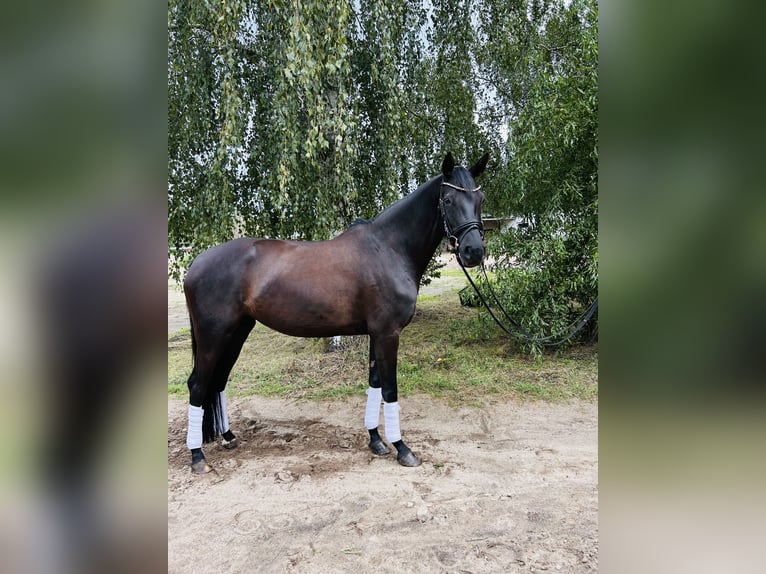 Deutsches Sportpferd Stute 5 Jahre 170 cm Schwarzbrauner in Groß Kreuz